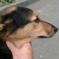 У Тернополі невідомі особи отруїли собаку - улюбленицю двору (фото)