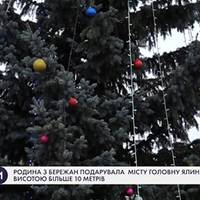 Родина з Бережан подарувала місту головну ялинку, висотою більше 10 метрів