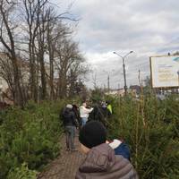 У Тернополі відкрилися ялинкові базари. Ціни — шокують…