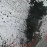 Лисиця, яка блукала на БАМі у Тернополі, виявилась скаженою
