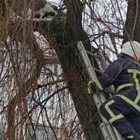 Тернопільські рятувальники зняли з дерева кошеня, яке просиділо там 2 доби