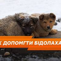 Перебути зиму: у Тернополі закликають потурбуватися про тварин