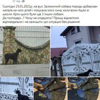 Біля Тернополя собаки напали на двох школярів