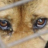 Тернопільські зоозахисники обіцяють винагороду за інформацію про нелюда, який повісив собаку (Фото+18)