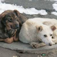 Тернопільські зоозахисники закликали допомогти безпритульним тваринам під час сніжної і морозної погоди