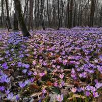 Райський краєвид: на Тернопільщині розцвіла галявина крокусів
