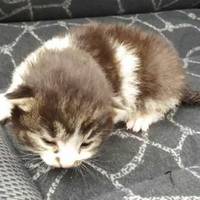 Викинув у річку: у Чорткові комунальники врятували маленьке життя