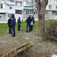 На тернополянина, який самовільно зрізав дерева на вул. Корольова, 2, склали три протоколи