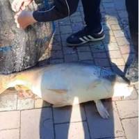 У місцевому озері рибалки впіймали «Короля Тернопільського ставу» (відео)