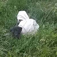 На Тернопільщині цуценя з перев'язаними кінцівками викинули на узбіччя
