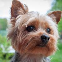 На Тернопільщині чоловік, щоб помститись колишній, викрав і продав її цуценя