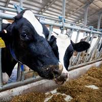 На Тернопільщині будують сучасну молочну ферму