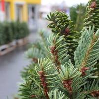 Де цьогоріч у Тернополі можна буде придбати новорічну ялинку