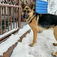 Підібрали на трасі: на Тернопільщині шукають господарів німецької вівчарки
