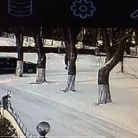 Невідомий збив двох жінок у селі на Тернопільщині (Відео)