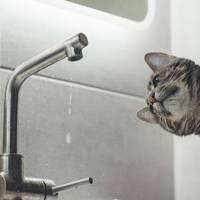 Без води залишаться жителі одного з масивів Тернополя