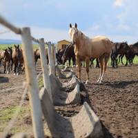 На Тернопільщині вирощують унікальну породу коней