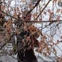 Біля Тернополя врятували собаку, який шість днів був на острівку