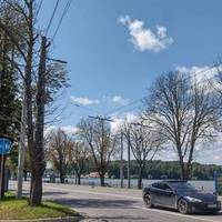 Двадцять сухих каштанів спиляють на дамбі і вулиці Руській