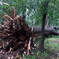 Викорчовувало та валило дерева: Заліщиками пройшов ураган (фото)