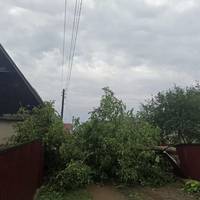 Повалені дерева, затоплені городи: негода вирувала на Чортківщині (фото)