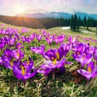 У парку на Дністрі зацвіли перші червонокнижні квіти (фото)