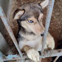 Жителів Тернопільщини просять врятувати безпритульних собак у Дичкові (ОНОВЛЕНО)