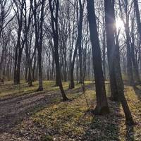 В Кутківецькому лісі знайшли непритомних підлітків: у поліції розповіли деталі