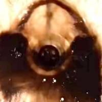 У Чорткові з кранів тече вода чорного кольору (відео)