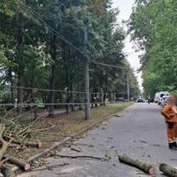 У Тернополі через негоду дерева виривало з корінням і потрощило авто