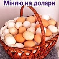 75 грн за десяток: за місяць вартість яєць зросла на 60% – ЗМІ