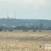 На Тернопільщині поліція розслідує знущання над стадом диких кабанів