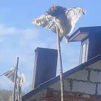 На Бережанщині чоловік вивісив на палицях трупи диких птахів (відео)