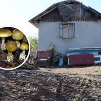 Нове у справі отруєння грибами у Копичинцях: чи відберуть дітей у матері