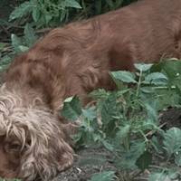 У Тернополі чоловік викинув свого собаку з 8 поверху: як його покарають