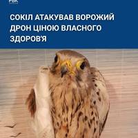 Український птах з хоробрим серцем: волонтери рятують сокола, який кинувся на ворожий дрон