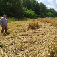 На Чортківщині негода пошкодила посіви пшениці, соняшнику й кукурудзи