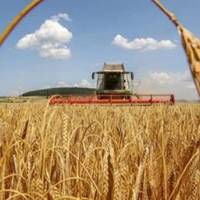 Тернопільщина займає 3 місце в Україні за урожайністю