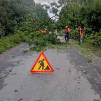 Повалені дерева блокували рух на Тернопільщині