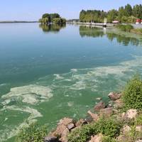 Вода вздовж берега зелена: у Тернополі знову зацвів став