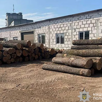 Судитимуть «чорних» лісорубів, які на Тернопільщини наробили збитків на 3 млн грн