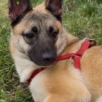 Винагорода 10 000 грн: поблизу Тернополя розшукують собаку Рижулю