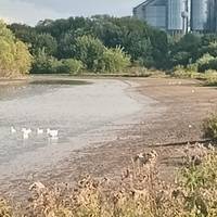 Екологічна катастрофа на Козівщині: річка Стрипа різко обміліла (фото, відео)