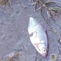 Масова загибель риби на Тернопільщині: поліція відкрила кримінальне провадження