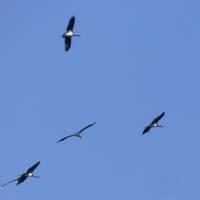 У «Медоборах» зафіксували рідкісного чорного лелеку