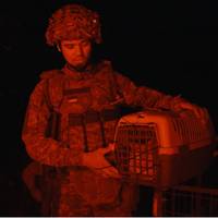 Українські захисники дроном евакуювали з передової кота (ВІДЕО)