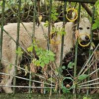 У селі на Підволочищині на вулицю викинули породисту собаку (фото)
