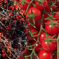 Ціле поле помідорів пропало вмить: мороз понищив урожай овочів на Тернопільщині (відео)