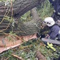 Трагічний інцидент у Кременці: на чоловіка впало дерево
