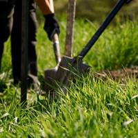 У Тернополі висадили іменні дерева в пам’ять про захисників України (відео)